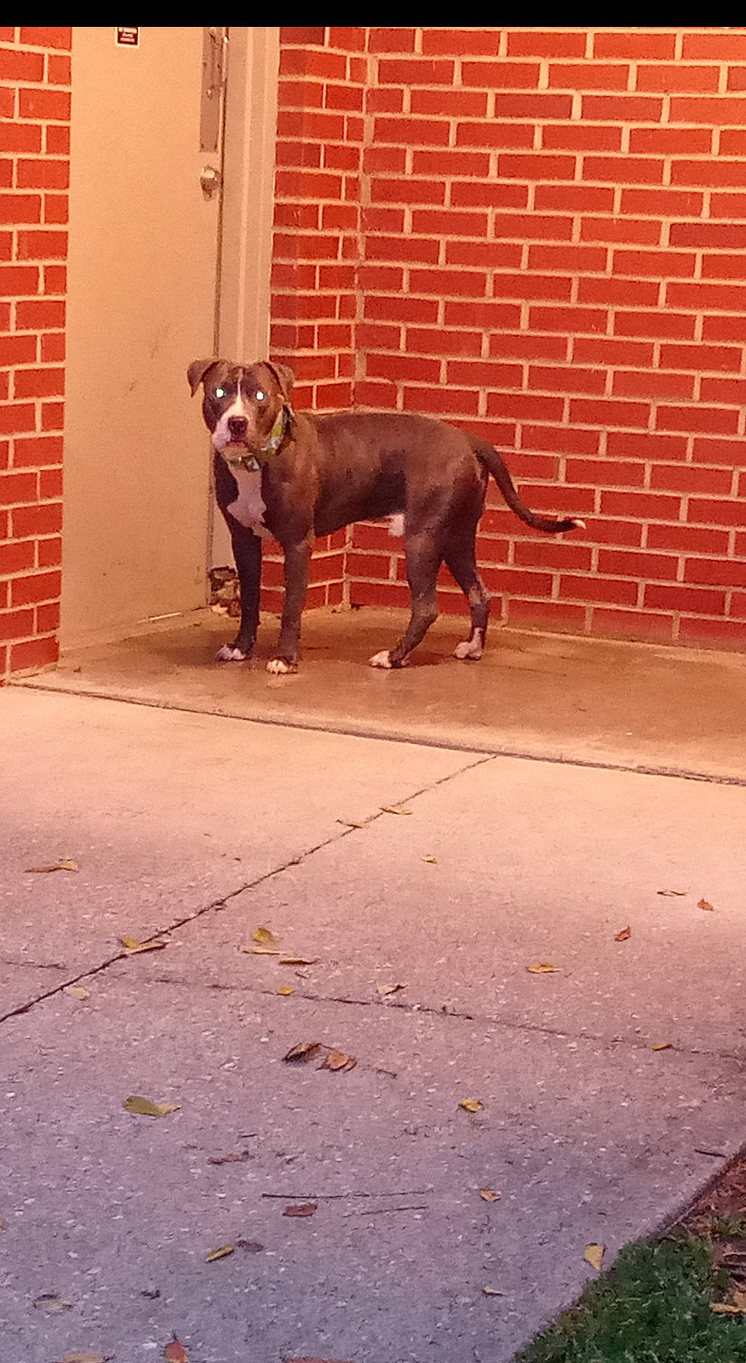 Baby Boy joined the competition — help win amazing prizes! american_pit_bull_terrier, canidae, carnivore, dog, dog_breed, fawn, mammal, pit_bull, snout, sporting_group, vertebrate