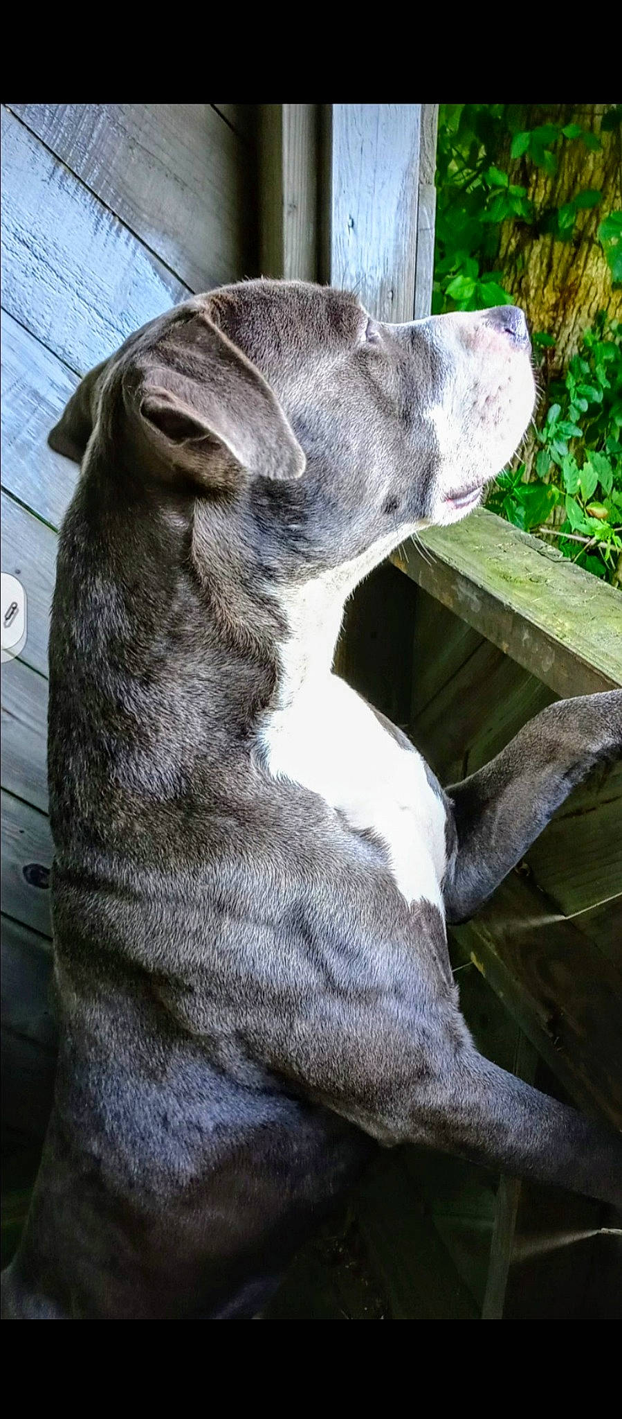 Baby Boy joined the competition — help win amazing prizes! ancient_dog_breeds, canidae, carnivore, dog, dog_breed, fawn, great_dane, mammal, non_sporting_group, snout, sporting_group, vertebrate