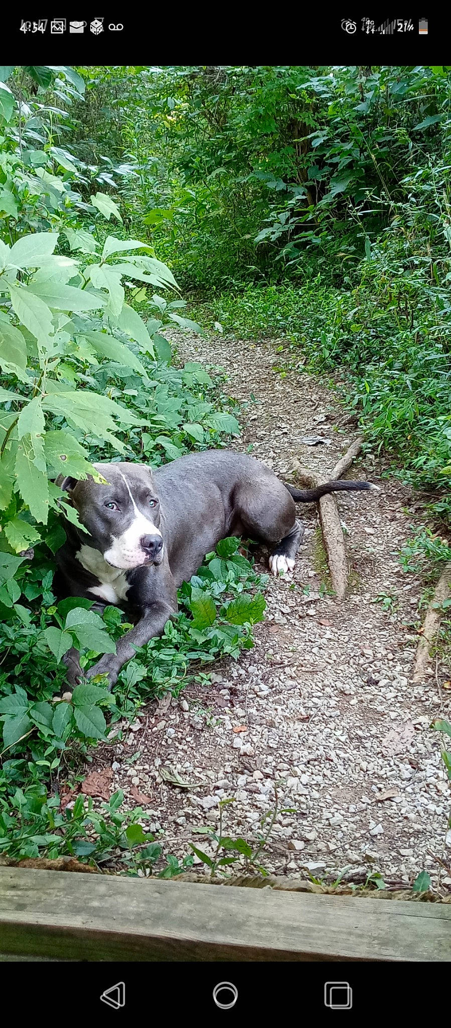 Baby Boy is registered to the contest to win money with this photo: american_pit_bull_terrier, american_staffordshire_terrier, canidae, carnivore, dog, dog_breed, fawn, grass, mammal, non_sporting_group, plant, sporting_group, weimaraner