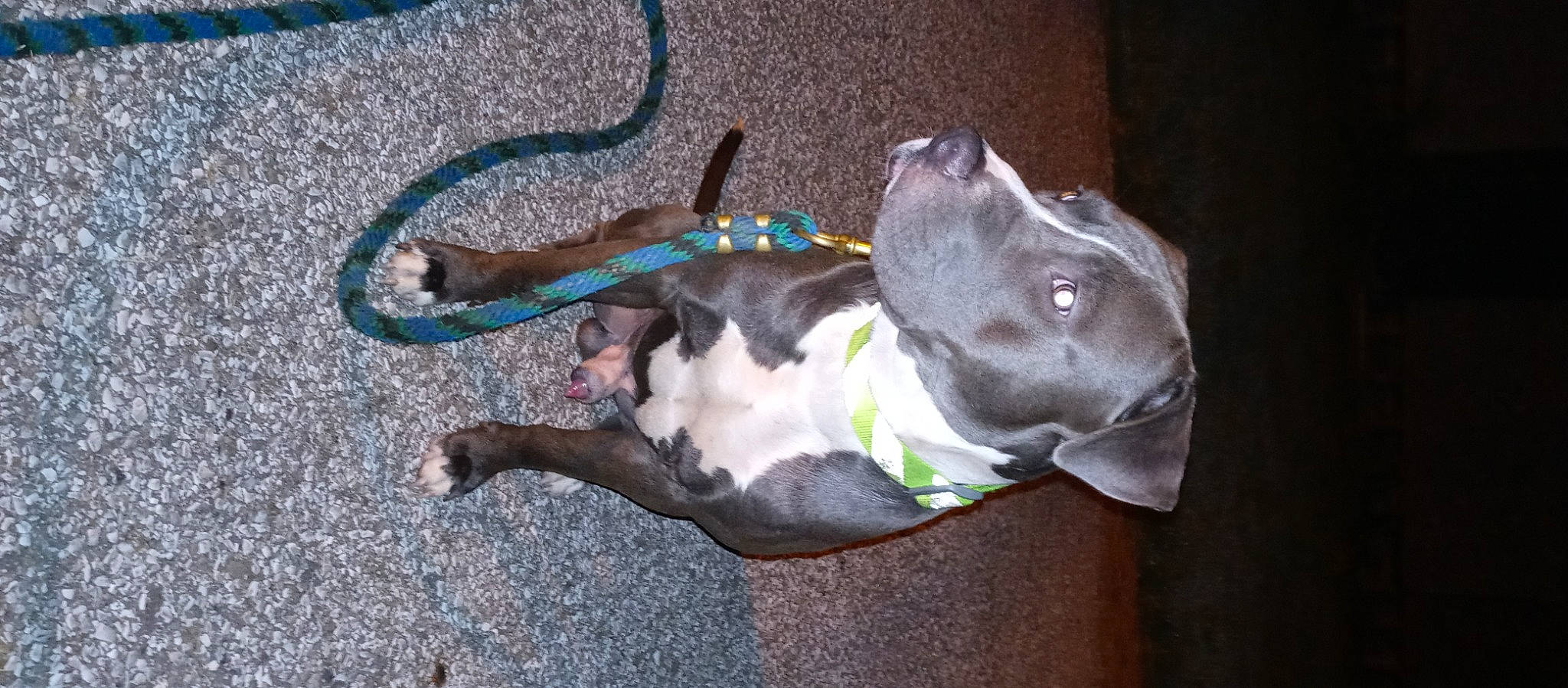 Baby Boy is registered to the contest to win money with this photo: american_pit_bull_terrier, american_staffordshire_terrier, canidae, carnivore, dog, dog_breed, fawn, non_sporting_group, pit_bull, snout, sporting_group, weimaraner