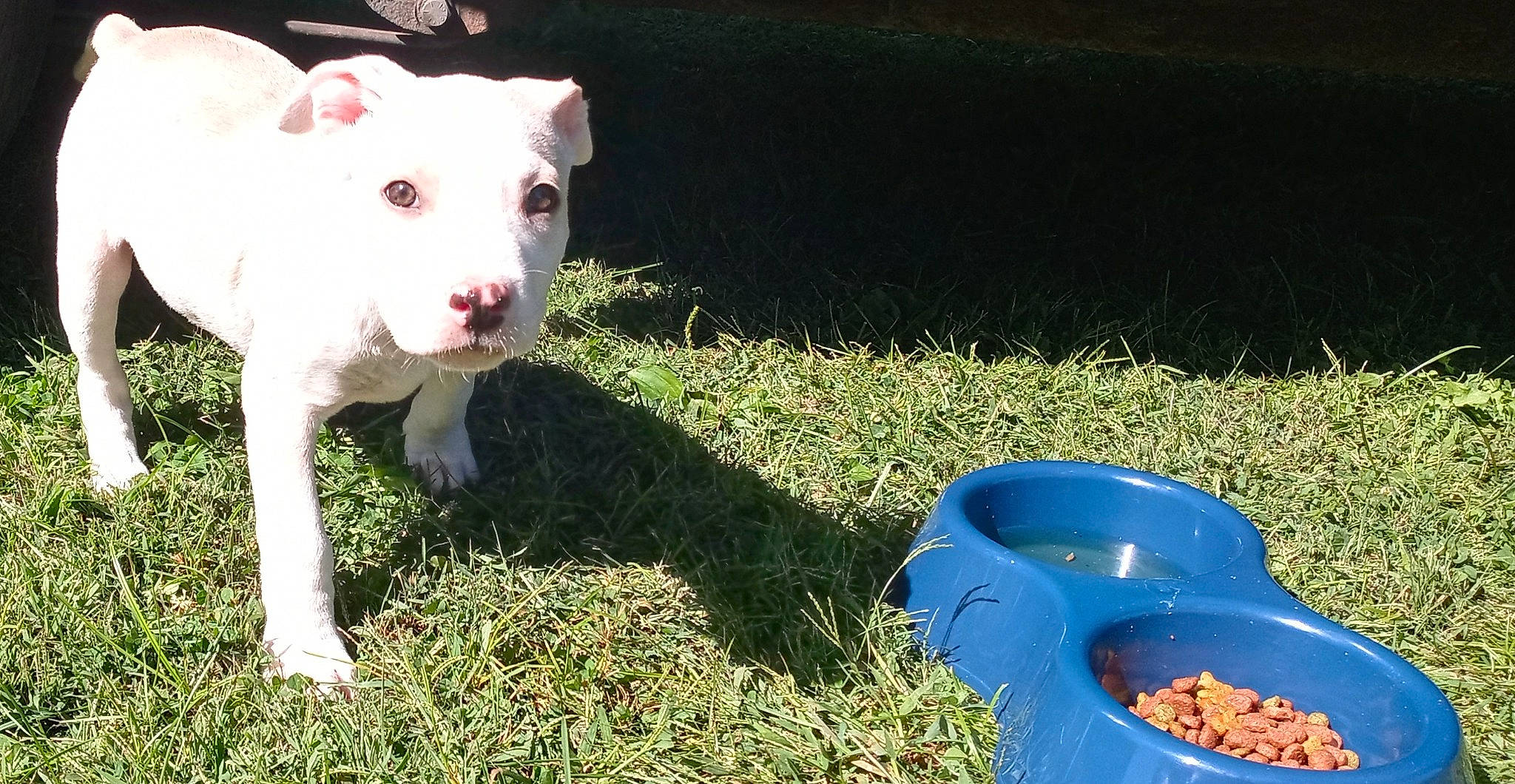 Major joined the competition — help win amazing prizes! american_bulldog, american_pit_bull_terrier, american_staffordshire_terrier, bull_terrier, canidae, carnivore, dog, dog_breed, dogo_argentino, dogo_guatemalteco, fawn, grass, mammal, non_sporting_group, pit_bull, puppy, snout, vertebrate