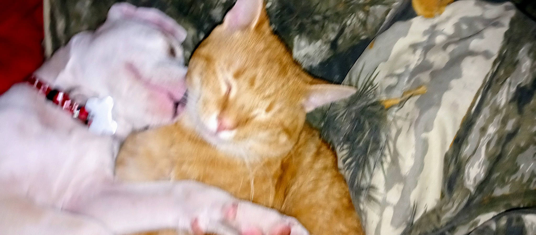 Major is registered to the contest to win money with this photo: aegean_cat, arabian_mau, carnivore, cat, domestic_short_haired_cat, ear, european_shorthair, fawn, felidae, fur, german_rex, kitten, nap, polydactyl_cat, sleep, small_to_medium_sized_cats, snout, tabby_cat, whiskers