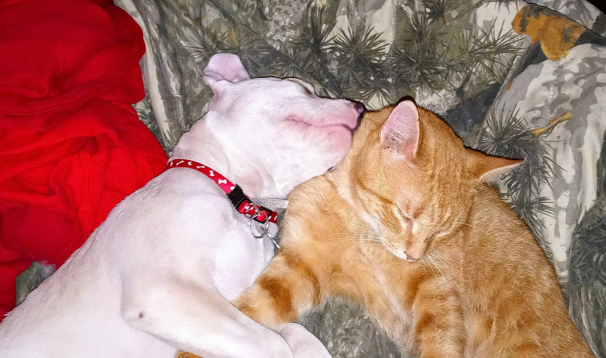 Major joined the competition — help win amazing prizes! canidae, carnivore, cat, collar, dog, dog_breed, dog_collar, ear, fawn, felidae, mammal, paw, small_to_medium_sized_cats, snout, tail, vertebrate, whiskers