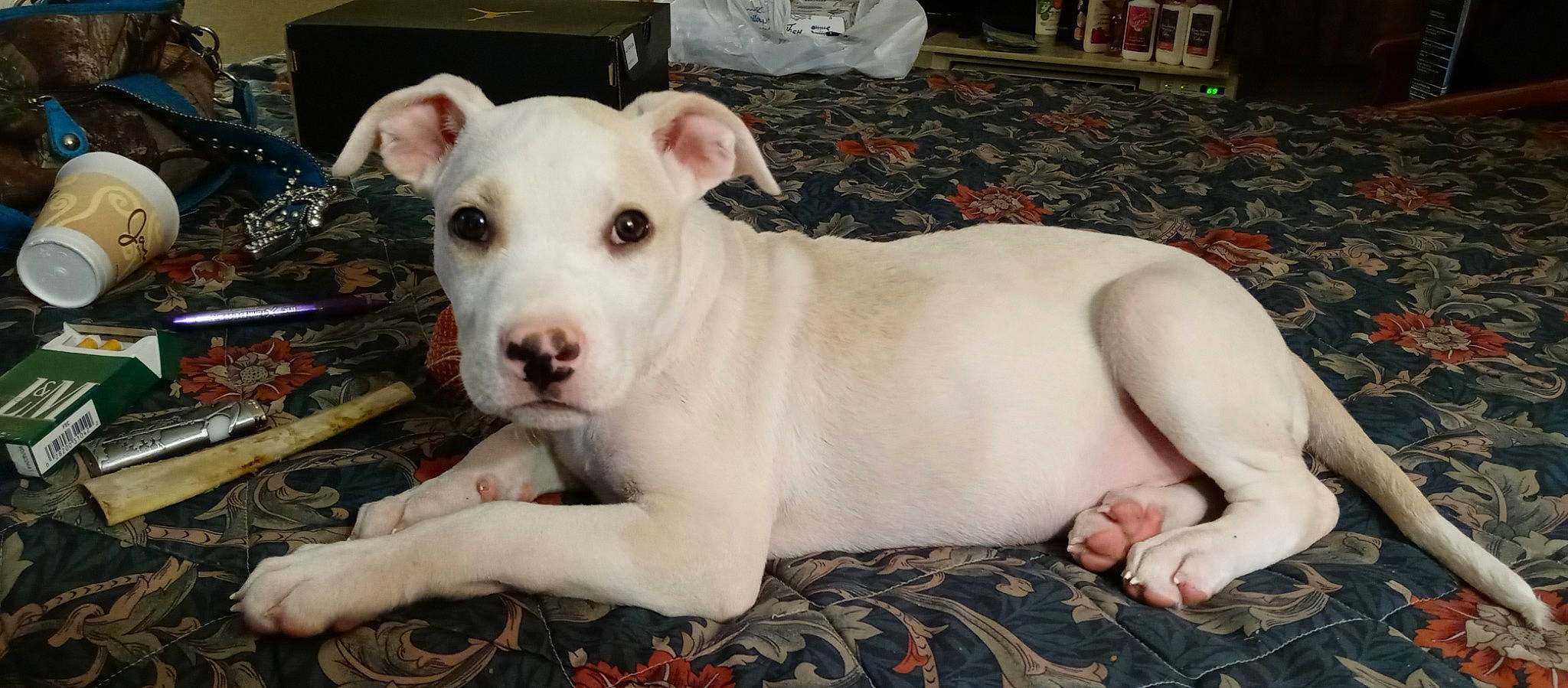 Major joined the competition — help win amazing prizes! american_pit_bull_terrier, bull_and_terrier, bully_kutta, canidae, carnivore, cordoba_fighting_dog, dog, dog_breed, dogo_argentino, dogo_guatemalteco, fawn, gull_terr, mammal, non_sporting_group, old_english_terrier, pit_bull, rare_breed_dog, snout, tail, vertebrate