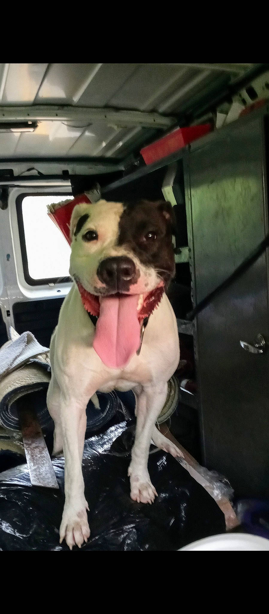 Oreo joined the competition — help win amazing prizes! american_bulldog, american_pit_bull_terrier, american_staffordshire_terrier, bull_and_terrier, canidae, carnivore, dog, dog_breed, fawn, mammal, non_sporting_group, pit_bull, rare_breed_dog, snout, staffordshire_bull_terrier, vertebrate