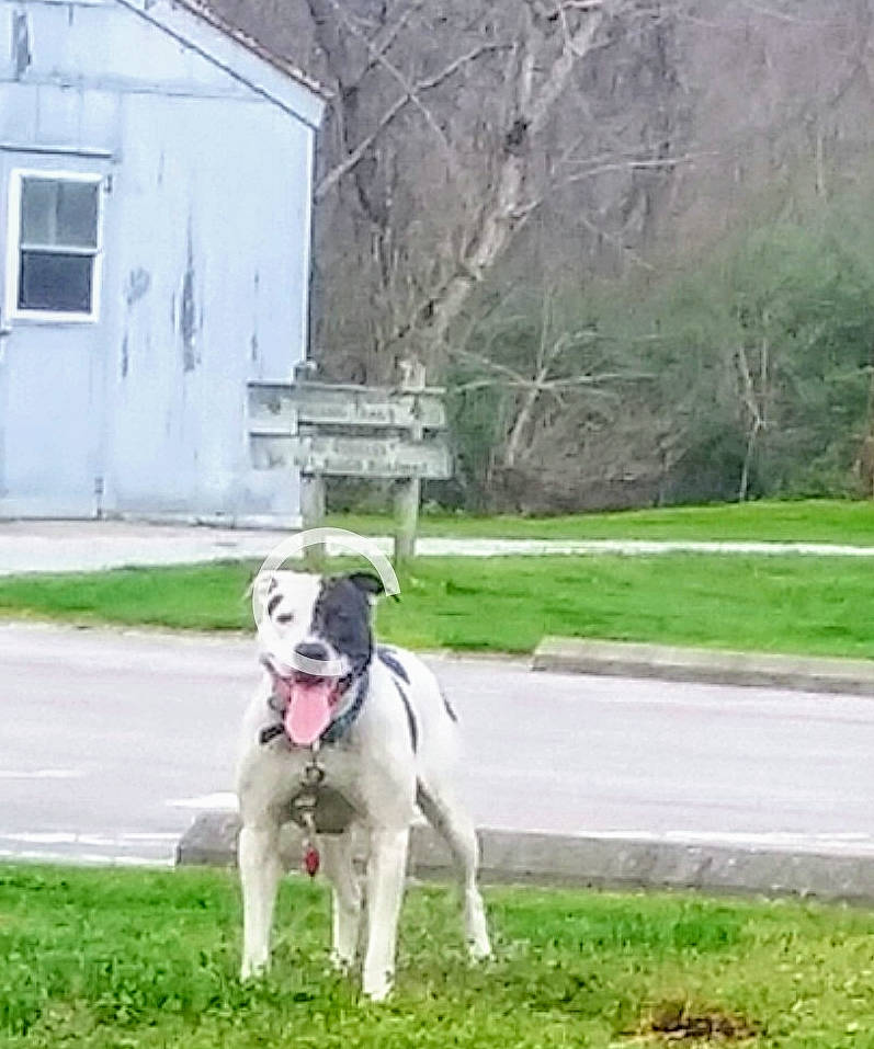 Oreo is registered to the contest to win money with this photo: american_bulldog, bully_kutta, canidae, carnivore, dog, dog_breed, dogo_guatemalteco, mammal, non_sporting_group, rare_breed_dog, snout, sporting_group, tail, valley_bulldog, vertebrate