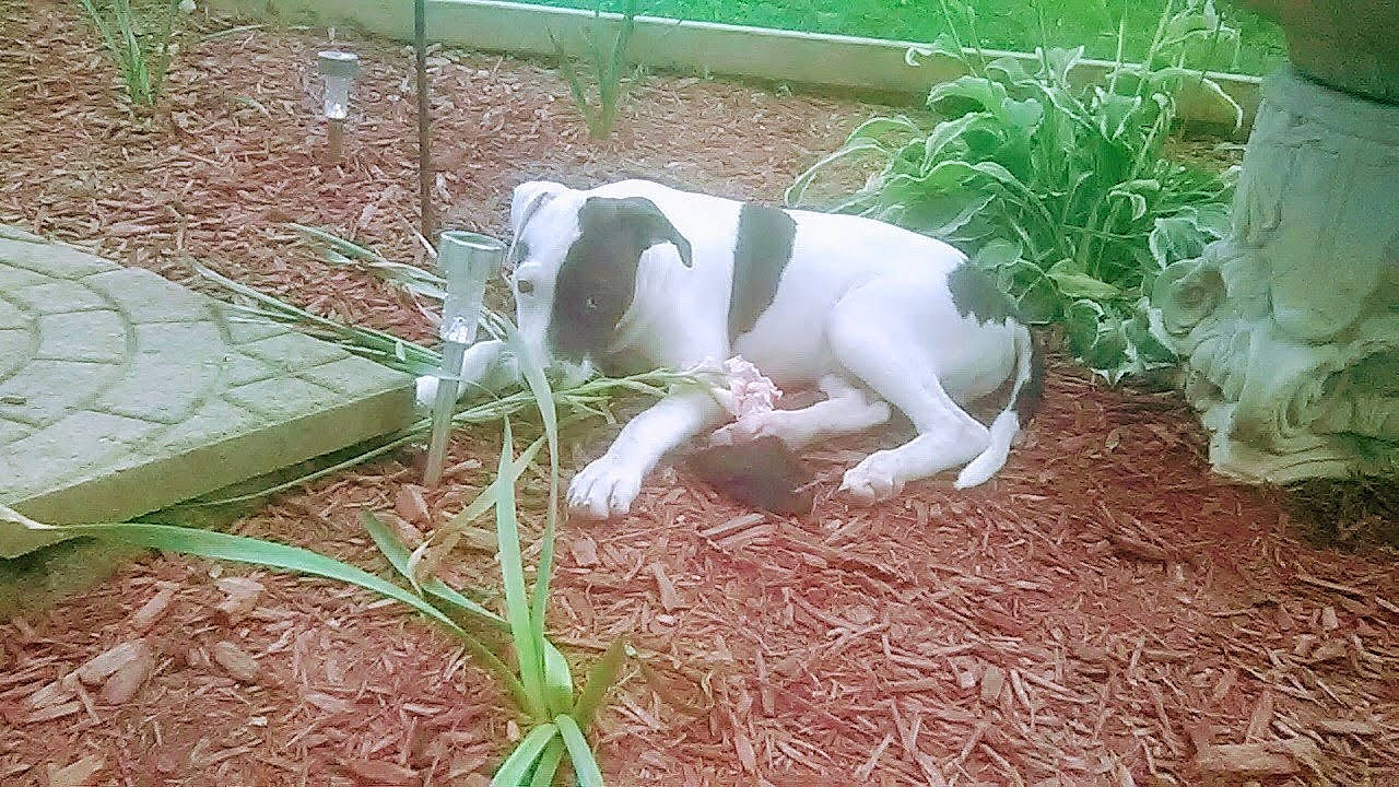 Oreo is registered to the contest to win money with this photo: ariegeois, canidae, carnivore, dog, dog_breed, hunting_dog, mammal, pointer, pointing_breed, smooth_fox_terrier, sporting_group, tail, treeing_feist, vertebrate