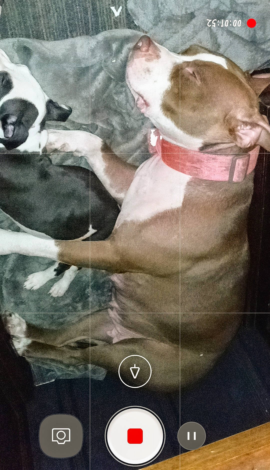 Diamond joined the competition — help win amazing prizes! american_pit_bull_terrier, american_staffordshire_terrier, boston_terrier, canidae, carnivore, dog, dog_breed, ear, fawn, french_bulldog, illustration, non_sporting_group, photo_caption, photography, pit_bull, selfie