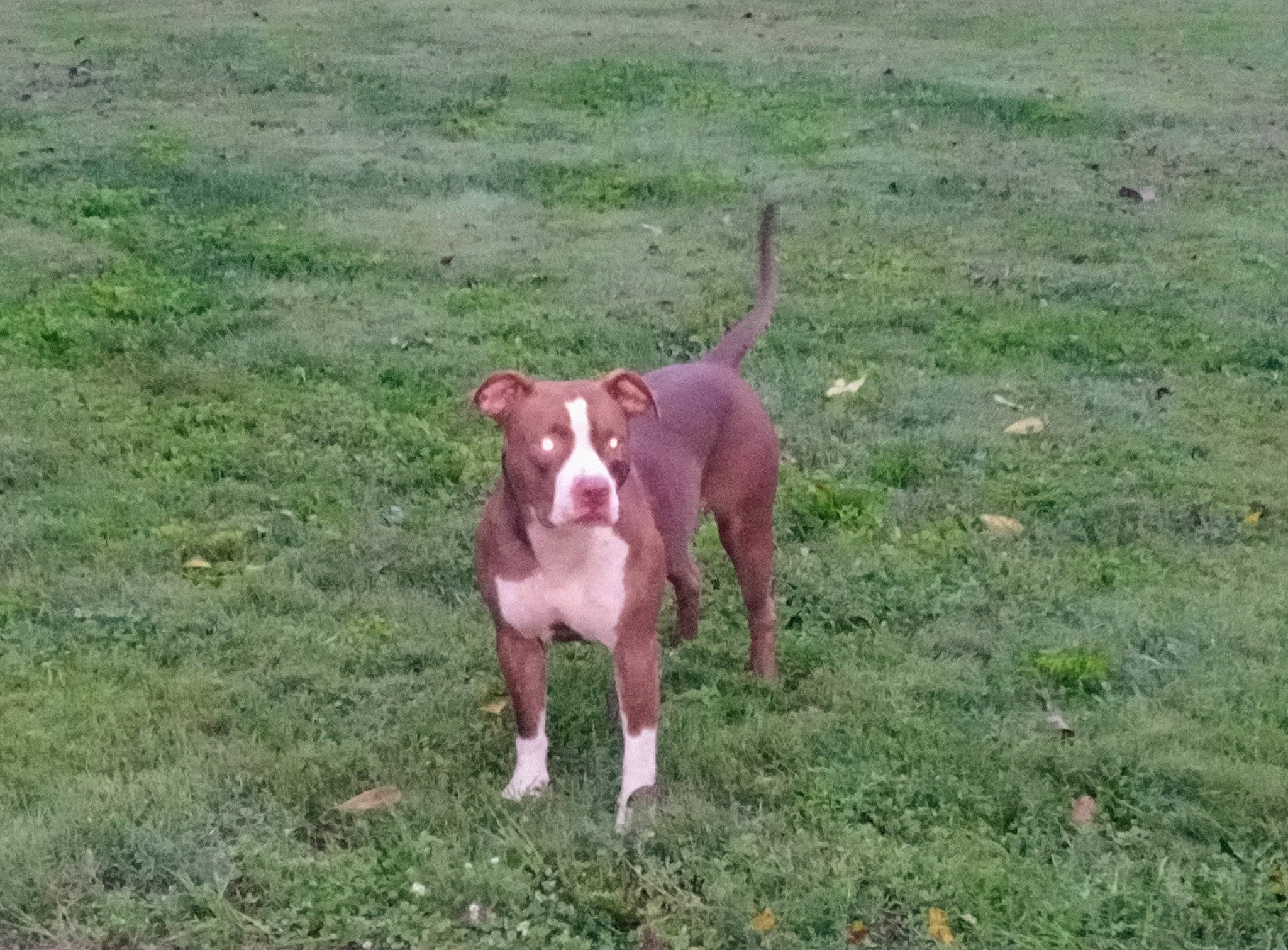 Diamond is registered to the contest to win money with this photo: american_bulldog, american_pit_bull_terrier, american_staffordshire_terrier, canidae, carnivore, dog, dog_breed, fawn, hunting_dog, mammal, non_sporting_group, pit_bull, podenco_canario, sporting_group, terrier, vertebrate