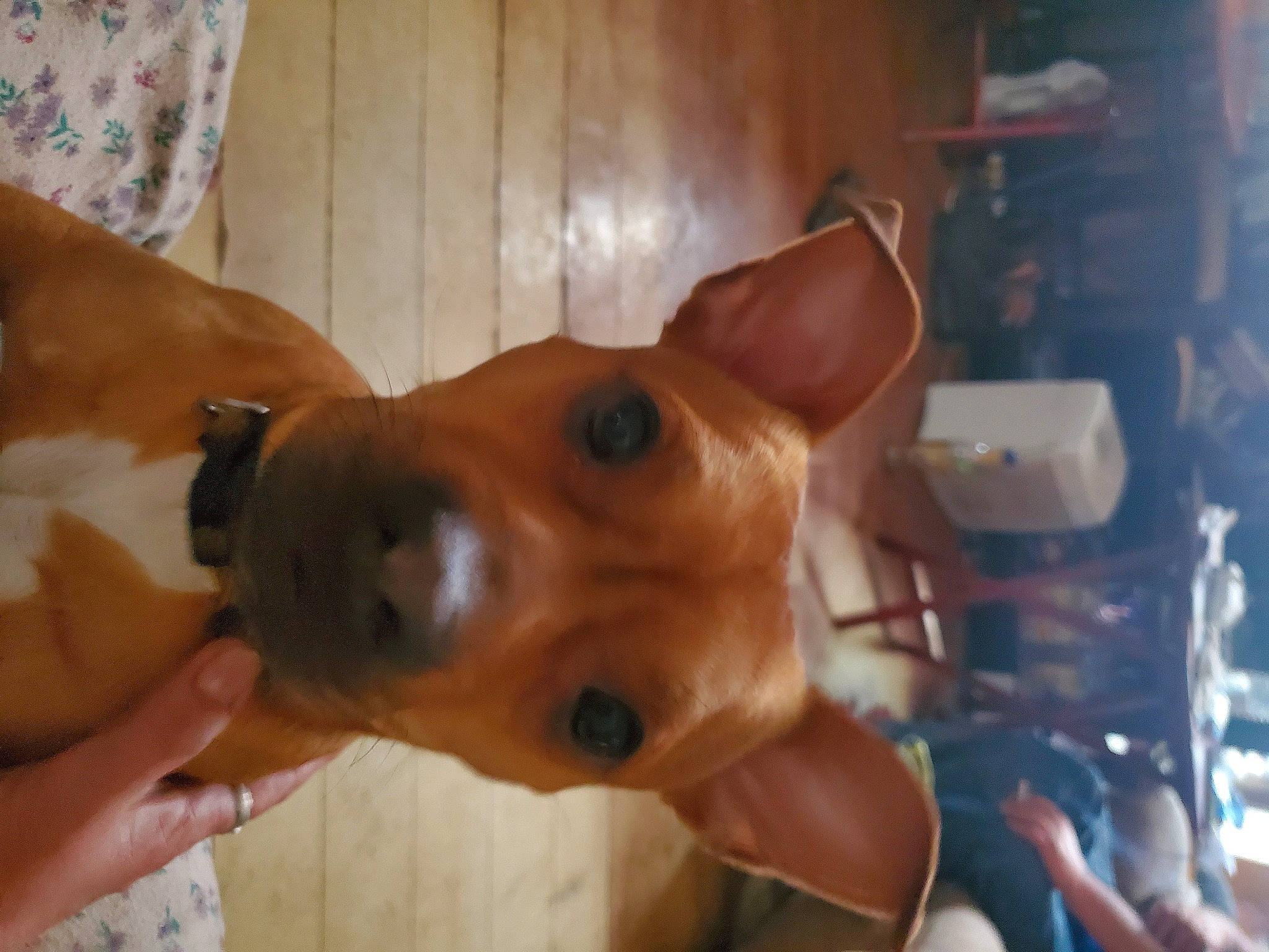 Titus is registered to the contest to win money with this photo: ancient_dog_breeds, canidae, carnivore, chest, collar, companion_dog, dog, dog_breed, dog_supply, ear, fawn, jaw, liver, non_sporting_group, snout, sporting_group, whiskers, wood, working_animal