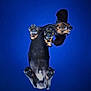 Sam participe au concours pour gagner de l'argent avec cette photo : dog, dachshund, paw, belly, tongue, blue_background, pet, animal, playful, cute, transparent_surface, looking_down, studio_photo, isolated, funny, small_dog, canine, fur, expression, mammal