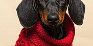 Sam a rejoint le concours — aidez-le/la à gagner de superbes lots ! dachshund, puppy, dog, pet, red_sweater, knitwear, cute, portrait, animal, indoor, studio, brown_and_black, small_dog, looking_at_camera, adorable, fur, ears, sitting, cozy, closeup
