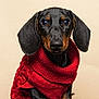 dachshund, puppy, dog, pet, red_sweater, knitwear, cute, portrait, animal, indoor, studio, brown_and_black, small_dog, looking_at_camera, adorable, fur, ears, sitting, cozy, closeup