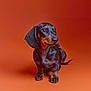 Sam a rejoint le concours — aidez-le/la à gagner de superbes lots ! dachshund, puppy, dog, pet, studio, orange_background, portrait, animal, canine, cute, sitting, fur, ears, whiskers, looking_away, young, domestic_animal, smooth_coat, small_dog, studio_lighting