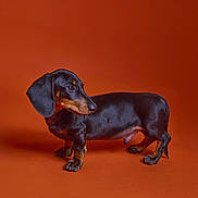 Sam a rejoint le concours — aidez-le/la à gagner de superbes lots ! dog, dachshund, pet, animal, black, brown, short_legs, studio, orange_background, portrait, looking_away, cute, small_dog, fur, domestic_animal, side_view, standing, canine, mammal, companion