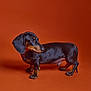 dog, dachshund, pet, animal, black, brown, short_legs, studio, orange_background, portrait, looking_away, cute, small_dog, fur, domestic_animal, side_view, standing, canine, mammal, companion