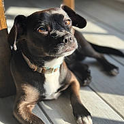Lucky joined the competition — help win amazing prizes! dog, black_dog, white_chest, collar, sunlight, floor, wooden_floor, pet, animal, relaxed, indoor, shadow, paw, ears, nose, fur, bright_light, laying_down, closeup, portrait