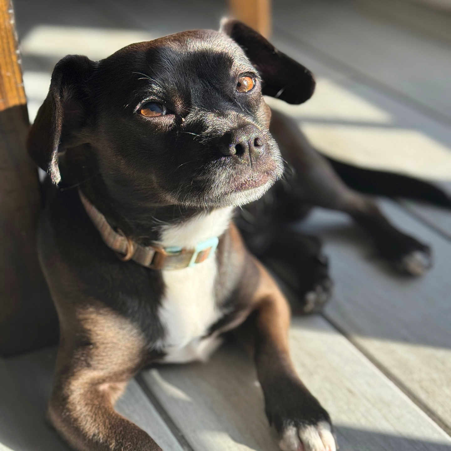 Lucky joined the competition — help win amazing prizes! animal, black_dog, bright_light, closeup, collar, dog, ears, floor, fur, indoor, laying_down, nose, paw, pet, portrait, relaxed, shadow, sunlight, white_chest, wooden_floor
