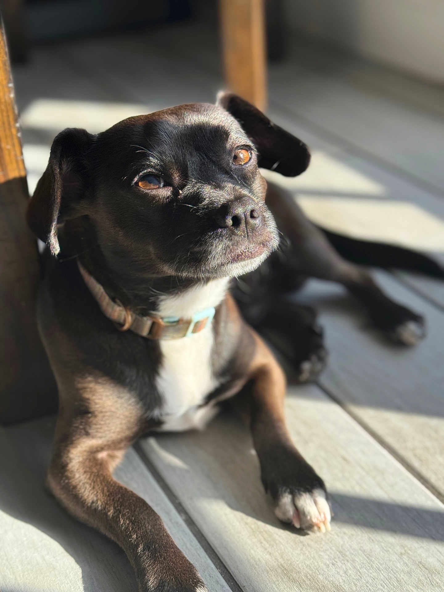 Lucky joined the competition — help win amazing prizes! dog, black_dog, white_chest, collar, sunlight, floor, wooden_floor, pet, animal, relaxed, indoor, shadow, paw, ears, nose, fur, bright_light, laying_down, closeup, portrait