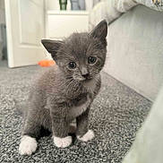 Cookie is registered to the contest to win money with this photo: kitten, cat, gray_cat, white_paws, carpet, indoor, pet, cute, feline, young_animal, small, whiskers, fur, curious, domestic_animal, home, cozy, sitting, animal, young