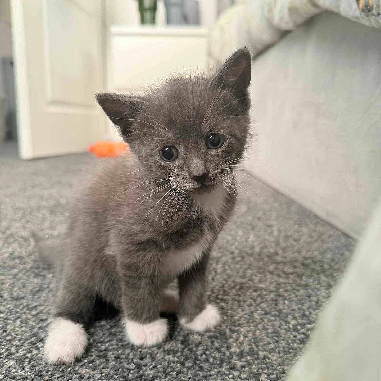 Cookie is registered to the contest to win money with this photo: animal, carpet, cat, cozy, curious, cute, domestic_animal, feline, fur, gray_cat, home, indoor, kitten, pet, sitting, small, whiskers, white_paws, young, young_animal