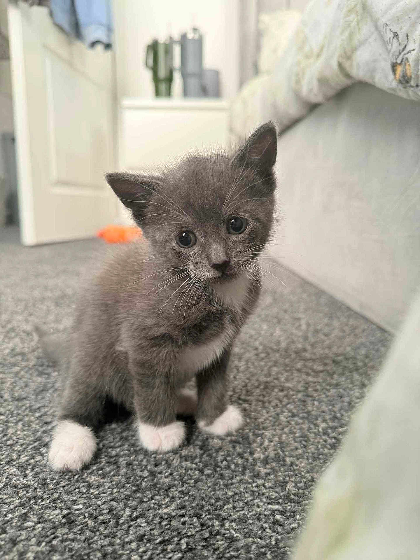 Cookie is registered to the contest to win money with this photo: kitten, cat, gray_cat, white_paws, carpet, indoor, pet, cute, feline, young_animal, small, whiskers, fur, curious, domestic_animal, home, cozy, sitting, animal, young
