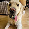 dog, golden_retriever, toy, rope_toy, tongue_out, floor, wooden_floor, indoor, living_room, couch, cushions, decor, plant, chair, furniture, pet, canine, animal, home, cute
