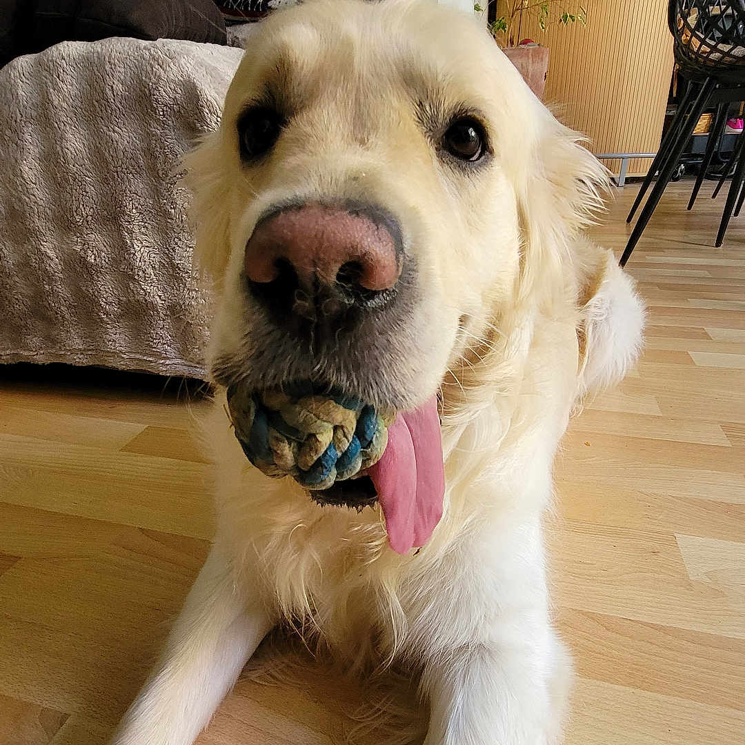 Volt a rejoint le concours — aidez-le/la à gagner de superbes lots ! dog, golden_retriever, toy, rope_toy, tongue_out, floor, wooden_floor, indoor, living_room, couch, cushions, decor, plant, chair, furniture, pet, canine, animal, home, cute