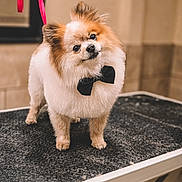 Archer joined the competition — help win amazing prizes! adorable, animal, bow_tie, canine, companion, cute, dog, domestic_animal, fluffy, fur, furry, grooming_table, head_tilt, indoor, leash, pet, pomeranian, portrait, small_dog, table