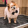 adorable, animal, bow_tie, canine, companion, cute, dog, domestic_animal, fluffy, fur, furry, grooming_table, head_tilt, indoor, leash, pet, pomeranian, portrait, small_dog, table