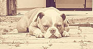 Diam'S a rejoint le concours — aidez-le/la à gagner de superbes lots ! animal, background, calm, canine, dog, door, ears, front_paws, lying_down, nose, outdoor, paved_surface, pet, quiet, relaxed, resting, sepia, sleepy, stone, vintage