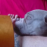 Diam'S a rejoint le concours — aidez-le/la à gagner de superbes lots ! animal, calm, chair_arm, close_up, companion, dog, domestic_animal, fabric, foot, gray_dog, human_leg, indoor, leg, pet, portrait, red_background, relaxing, resting, side_view, tattoo
