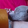 animal, calm, chair_arm, close_up, companion, dog, domestic_animal, fabric, foot, gray_dog, human_leg, indoor, leg, pet, portrait, red_background, relaxing, resting, side_view, tattoo