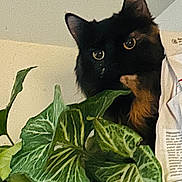 Willow is registered to the contest to win money with this photo: animal, background, bag, black_cat, cat, closeup, curious, domestic, eye, feline, fur, green_leaves, houseplant, indoor, leaf, nature, peeking, pet, plant, whiskers