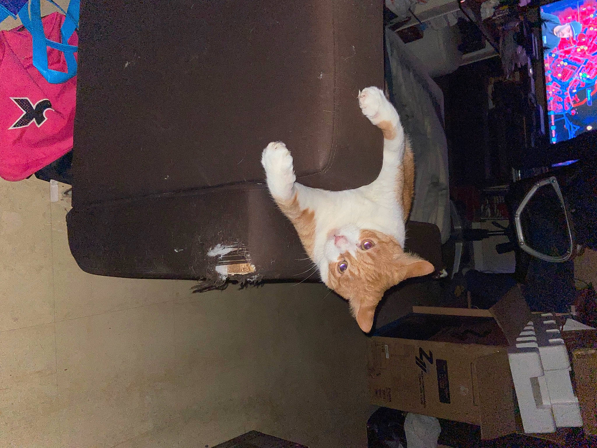 Winny a rejoint le concours — aidez-le/la à gagner de superbes lots ! art, auto_part, automotive_exterior, display_device, event, led_backlit_lcd_display, machine, room, space, tail, television, television_set, toy, tree, visual_arts, wood