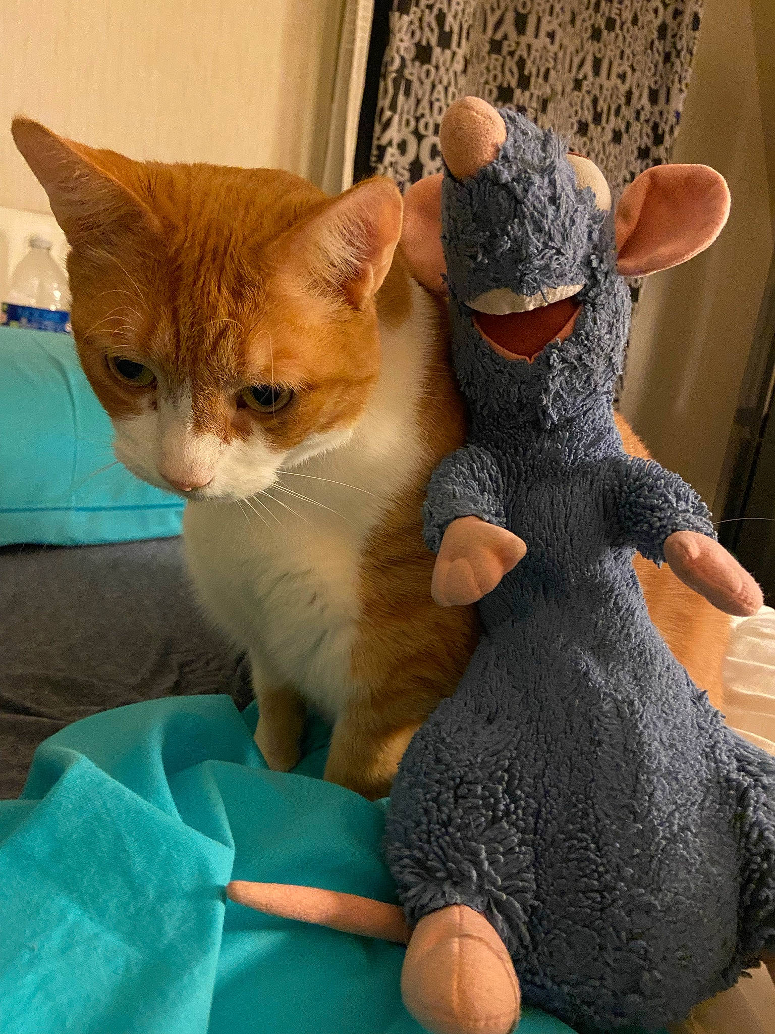 Winny participe au concours pour gagner de l'argent avec cette photo : art, carnivore, cat, claw, comfort, domestic_short_haired_cat, fashion_accessory, fawn, felidae, fur, gesture, paw, plush, sitting, small_to_medium_sized_cats, stuffed_toy, tail, toy, whiskers, wool