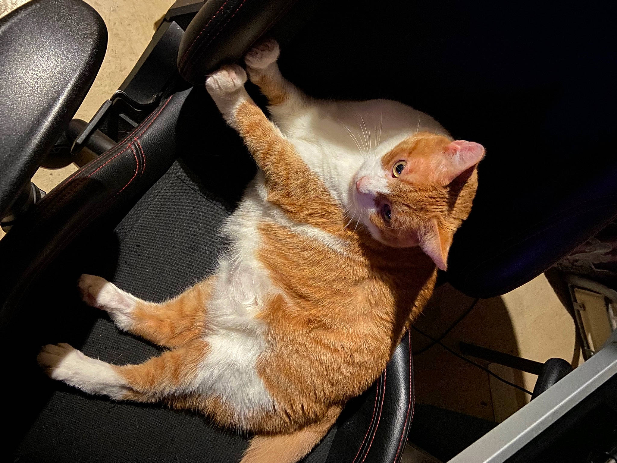 Winny participe au concours pour gagner de l'argent avec cette photo : auto_part, bag, car_seat, carnivore, cat, comfort, domestic_short_haired_cat, ear, fawn, felidae, fur, gesture, hand, lap, mammal, paw, small_to_medium_sized_cats, snout, tail, whiskers