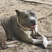 Boosie joined the competition — help win amazing prizes! animal, brindle, canine, closeup, collar, daylight, dog, ears, fur, leash, mammal, outdoor, paw, pet, play, resting, sand, smiling, tennis_ball, tongue