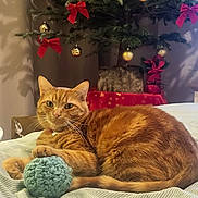 Rocket a rejoint le concours — aidez-le/la à gagner de superbes lots ! animal, architecture, building, cat, conifer, couch, cushion, fir, furniture, homedecor, indoors, kitten, lighting, livingroom, manx, person, pet, plant, pottedplant, tree