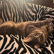 Lumo participe au concours pour gagner de l'argent avec cette photo : animal, brown_cat, cat, couch, ears, eyes, funny, fur, home, indoor, lying_down, pet, playful, portrait, relaxed, sofa, upside_down, warm_lighting, whiskers, zebra_pattern