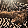animal, brown_cat, cat, couch, ears, eyes, funny, fur, home, indoor, lying_down, pet, playful, portrait, relaxed, sofa, upside_down, warm_lighting, whiskers, zebra_pattern