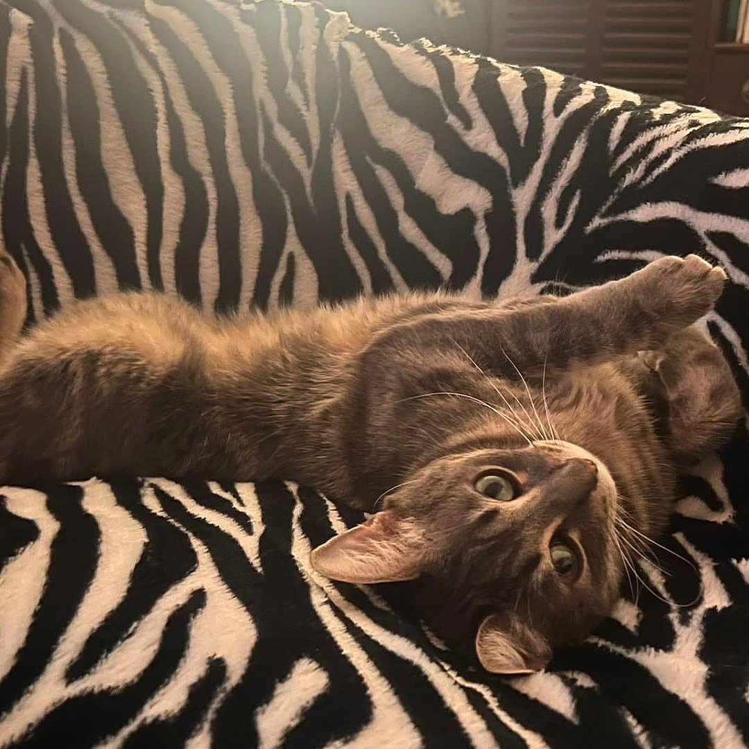 Lumo