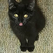 Sylvester joined the competition — help win amazing prizes! animal, black_cat, carpet, cute, domestic_animal, ears, eyes, feline, floor, fur, indoor, kitten, looking_up, mammal, pet, playful, small, texture, tongue, whiskers