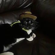 Tweety is registered to the contest to win money with this photo: cat, tuxedo_cat, cowboy_hat, pet, animal, indoor, leather_couch, black_and_white, harness, feline, cute, curious, resting, domestic_animal, wide_eyes, funny_hat, cozy, household, portrait, relaxed