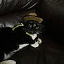 cat, tuxedo_cat, cowboy_hat, pet, animal, indoor, leather_couch, black_and_white, harness, feline, cute, curious, resting, domestic_animal, wide_eyes, funny_hat, cozy, household, portrait, relaxed