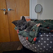 Sushi is registered to the contest to win money with this photo: kitten, cat, pet_bed, blanket, gray_cat, indoor, wooden_door, mirror, polka_dots, cozy, fur, animal, cute, resting, looking, home, furniture, carpet, relaxing, soft