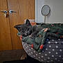 kitten, cat, pet_bed, blanket, gray_cat, indoor, wooden_door, mirror, polka_dots, cozy, fur, animal, cute, resting, looking, home, furniture, carpet, relaxing, soft