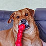 animal, brown_dog, canine, close_up, companion, couch, dog, domestic_animal, ears, fur, furniture, household_pet, indoor, muzzle, pet_toy, playful, red_toy, relaxed, snout, tongue