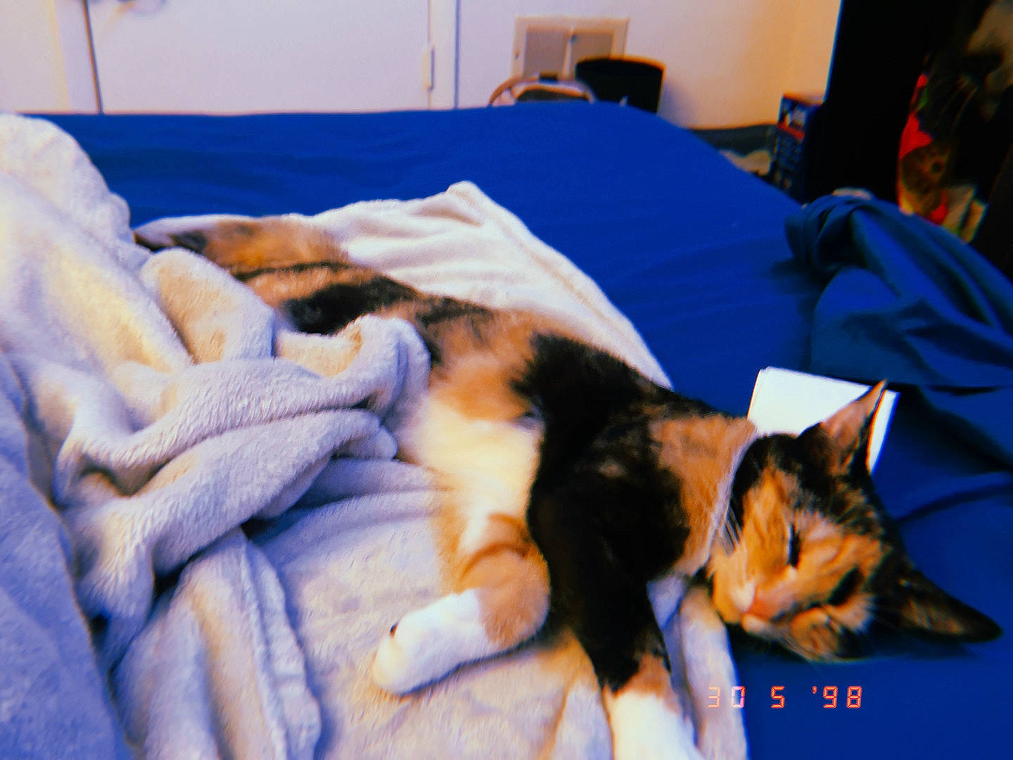 Sailor is registered to the contest to win money with this photo: bed, bedding, blanket, canidae, carnivore, cat, comfort, companion_dog, couch, dog_breed, domestic_short_haired_cat, electric_blue, felidae, fur, linens, nap, room, small_to_medium_sized_cats, tail, whiskers