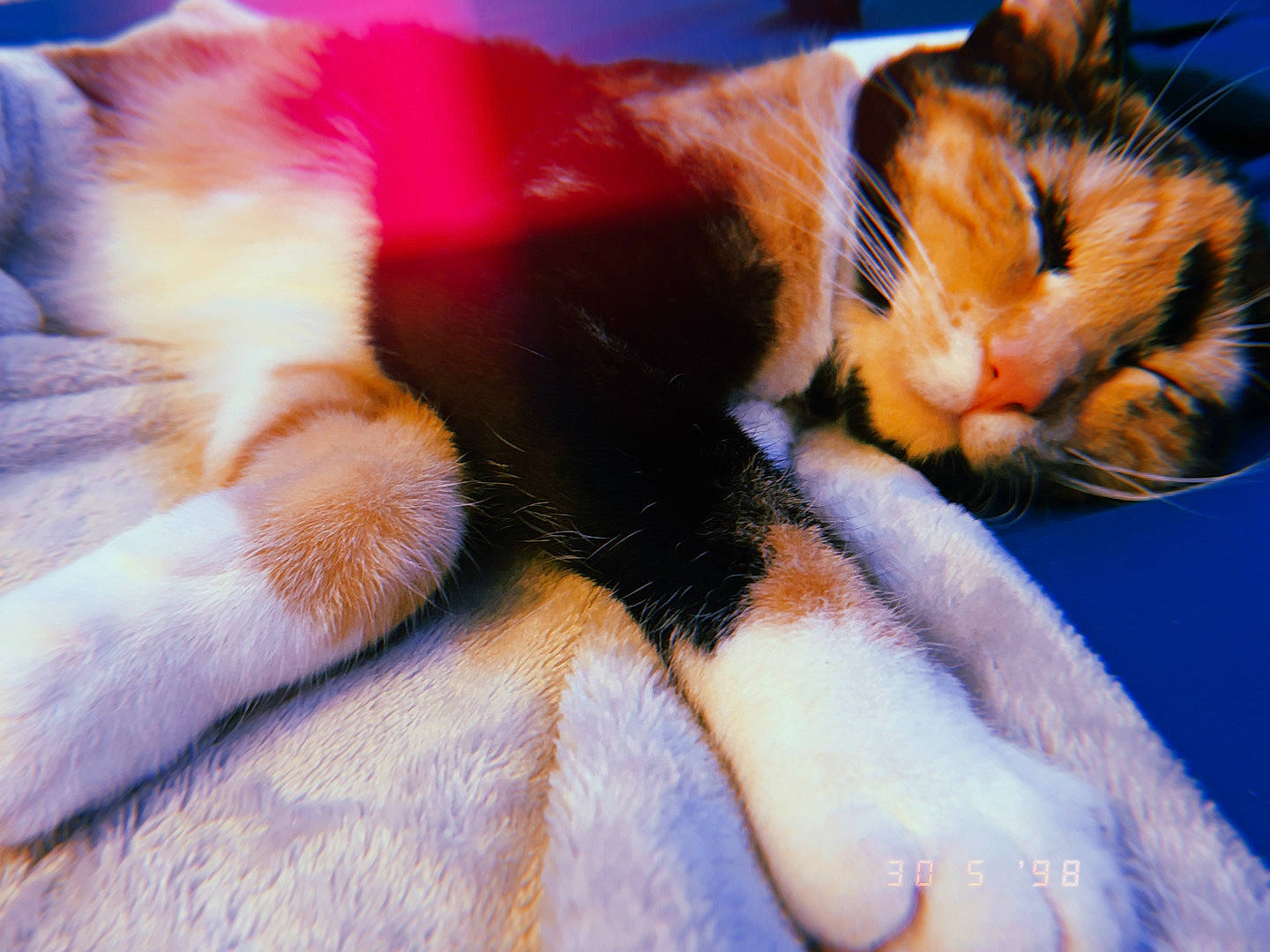 Sailor is registered to the contest to win money with this photo: carnivore, cat, claw, comfort, domestic_short_haired_cat, ear, fawn, felidae, foot, fur, gesture, human_leg, lap, paw, plant, small_to_medium_sized_cats, snout, tail, textile, whiskers